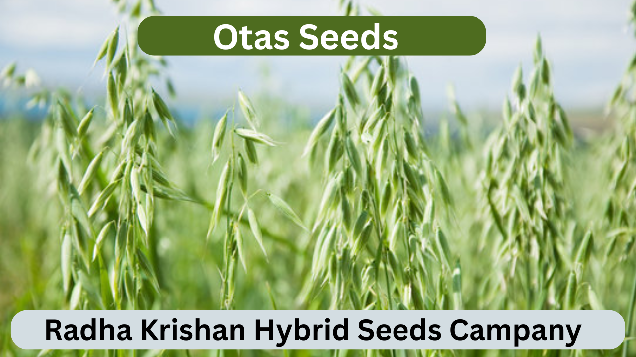 Otas Seeds