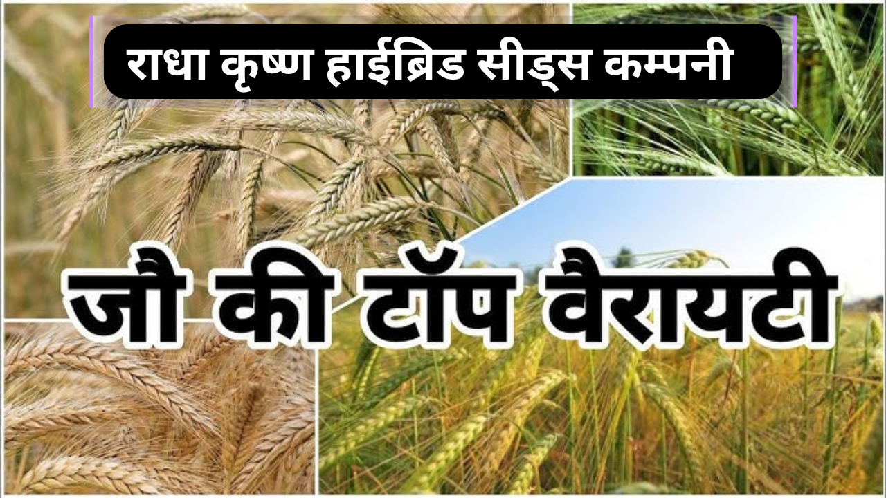 Radha Krishan Seeds Barley