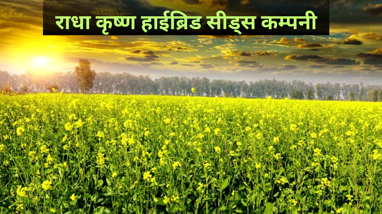 Radha Krishan Seeds Mustard