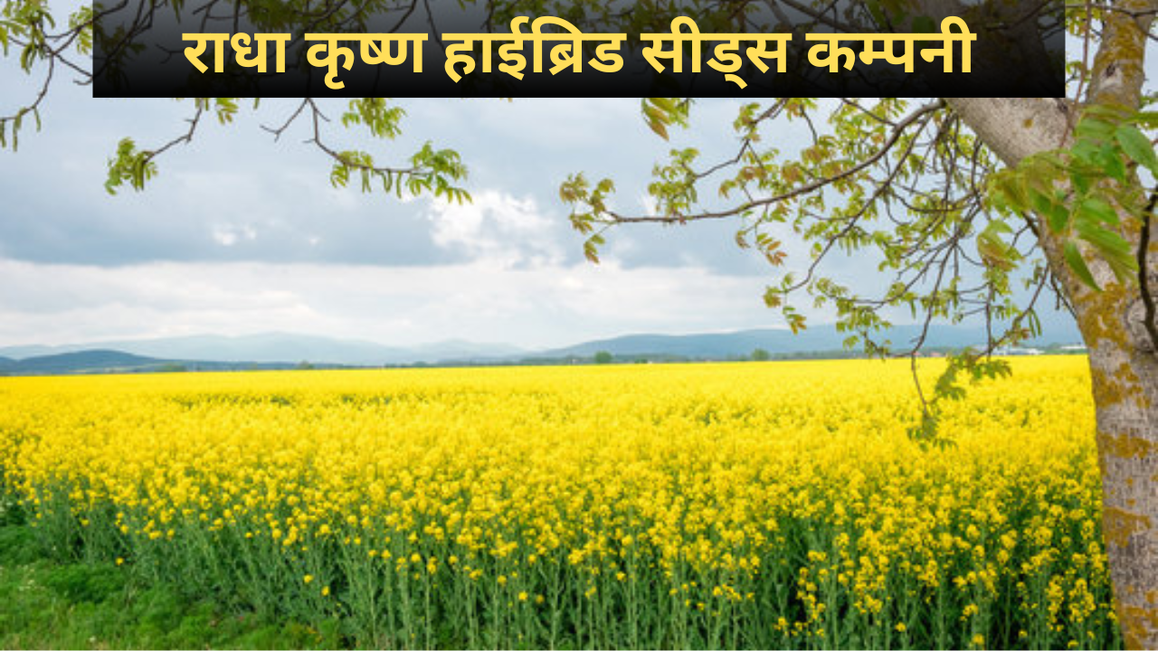 Radha Krishan Seeds Mustard