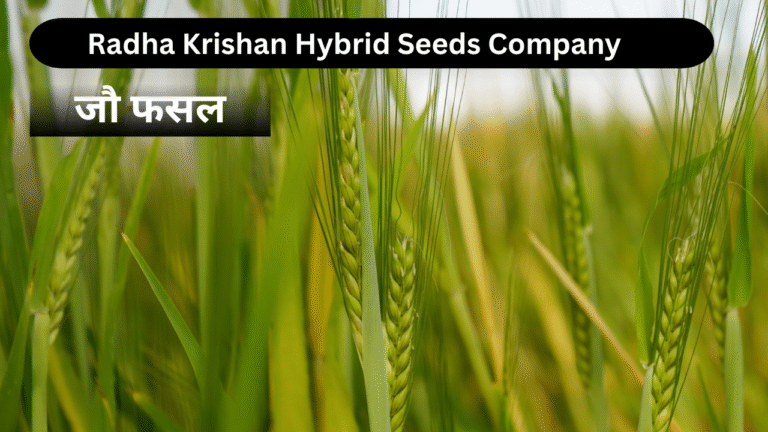 Radha Krishan Seeds Barley