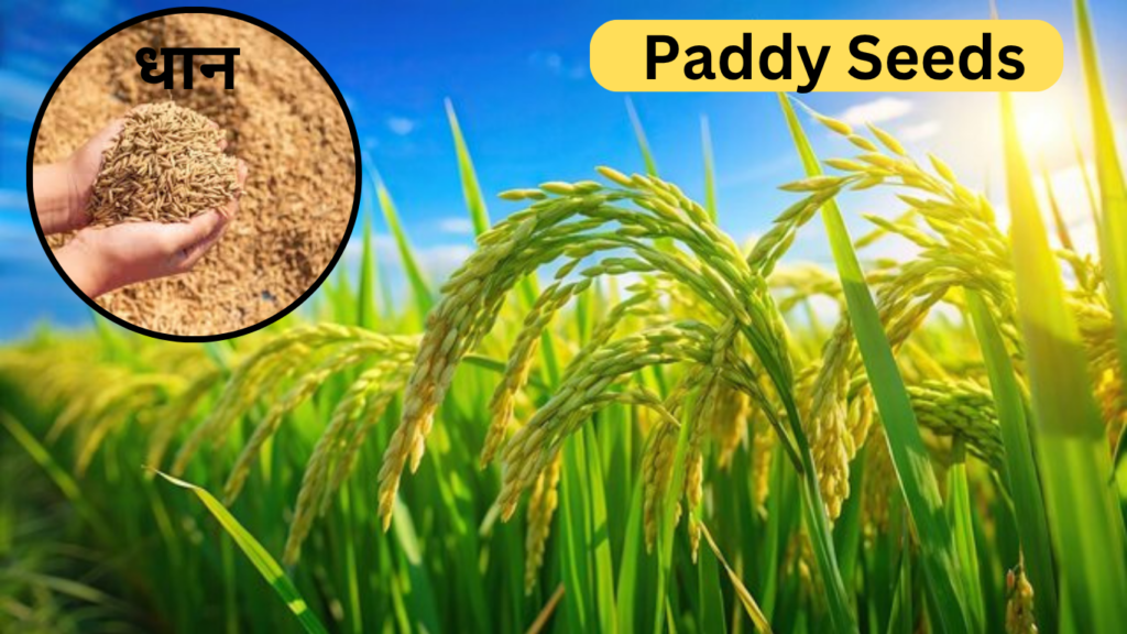 Paddy Seeds