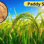 Paddy Seeds