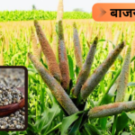 बाजरा फसल