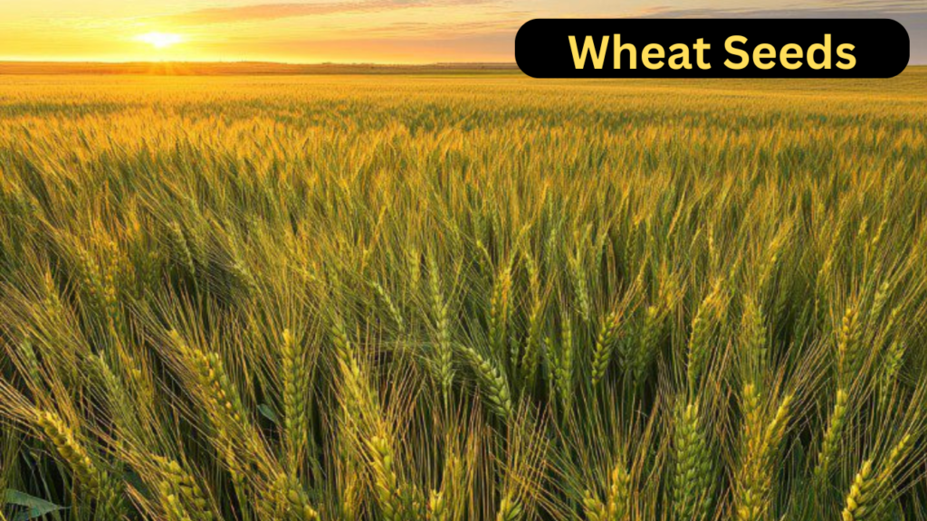 Wheat Seeds