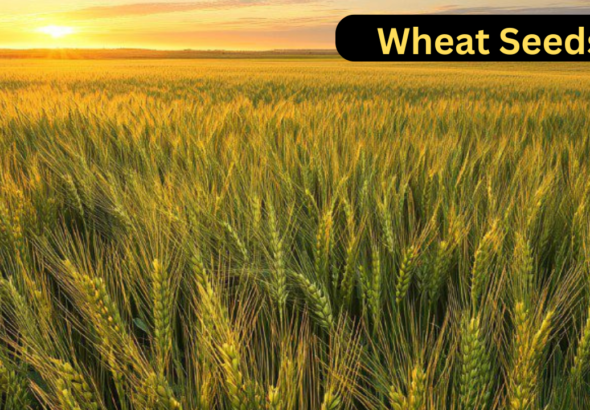 Wheat Seeds